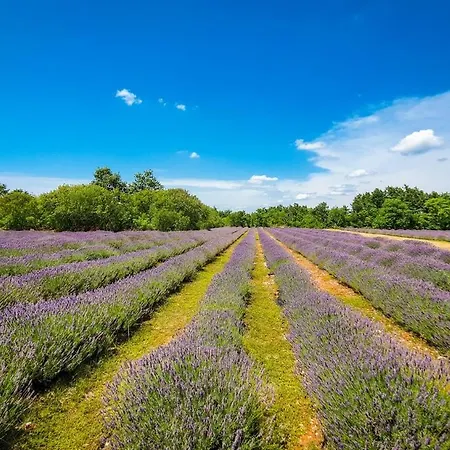 Guest house Lavanda Oklen