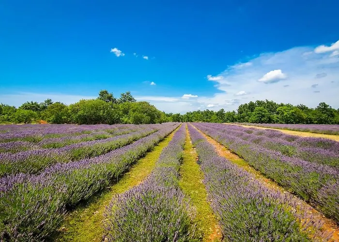 Gasthuis Lavanda Oklen